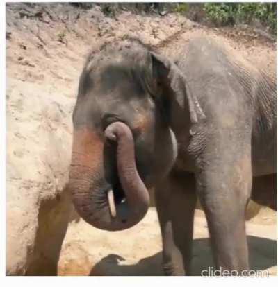 This is how an elephant rubs its eyes