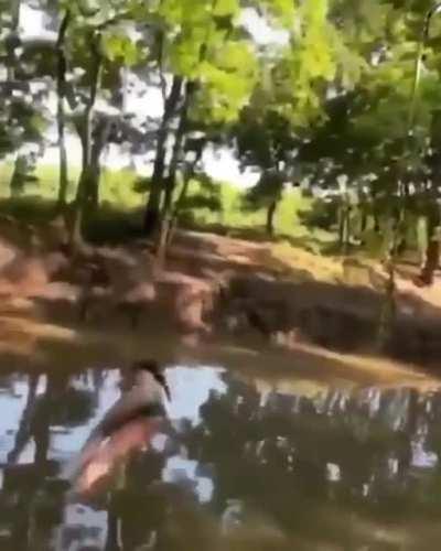 WCGW if swing