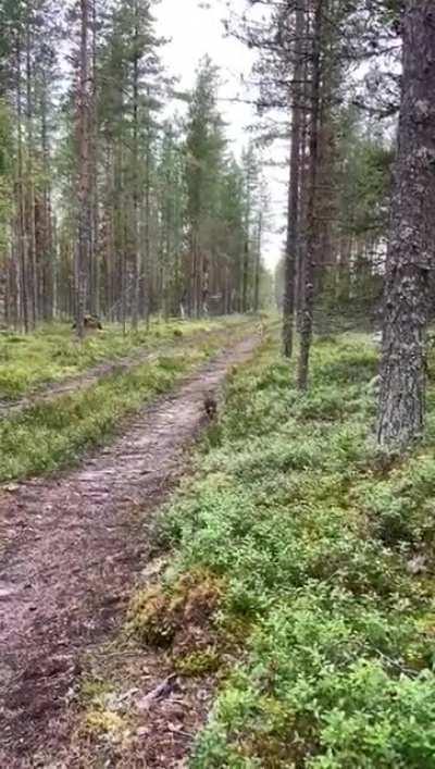 Rabbit using sneak against dog.