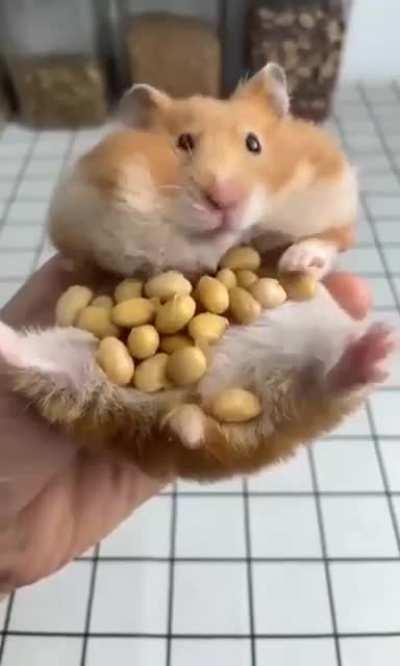 The never ending amount of peanuts in cheek pouches of this hamster