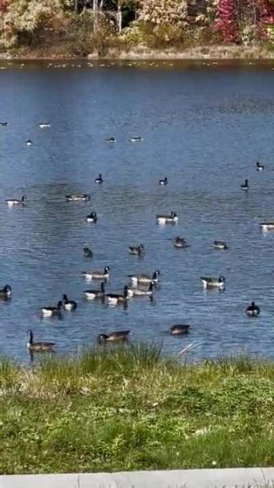 The geese at our pond putting on a sea world worthy show