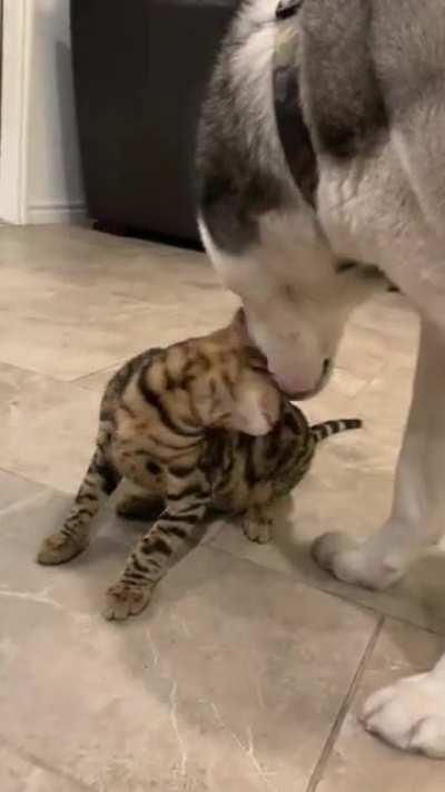 Husky taking care of the kitty