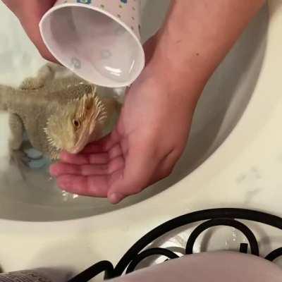 Whenever Larry gets a bath, he looks to my hand for a drink of water &amp;lt;3