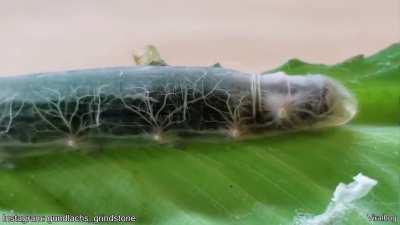 The Brazilian Skipper Caterpillar has transparent skin. Those white lines you see is the caterpillar breathing.