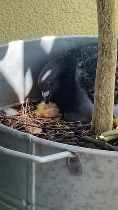 our new balcony roommate just hatched :)