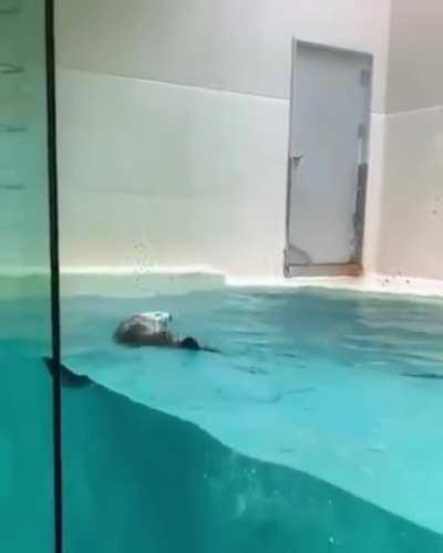 Water pupper jumping for his food!