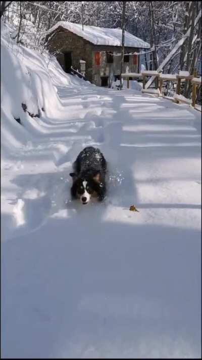 Hopping in the snow