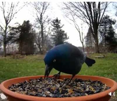 Bird goes huge to scare off predator