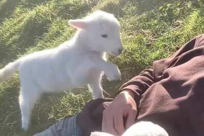 Cutest lamb I have ever seen