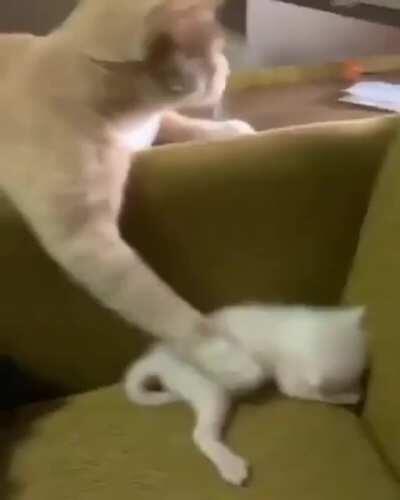 Cat mom protecting and comforting her baby