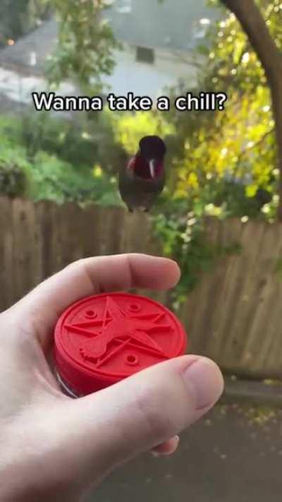 Feeding a hummingbird using a suitable cannister