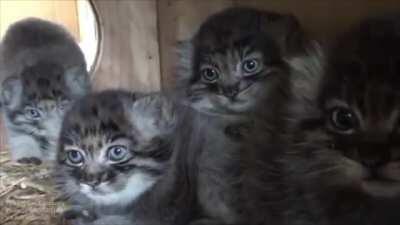 Feisty manul kittens at 5 ½ weeks