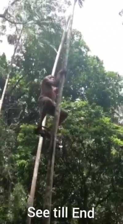 This 80yr old man, climbing an açai tree in Brazil.