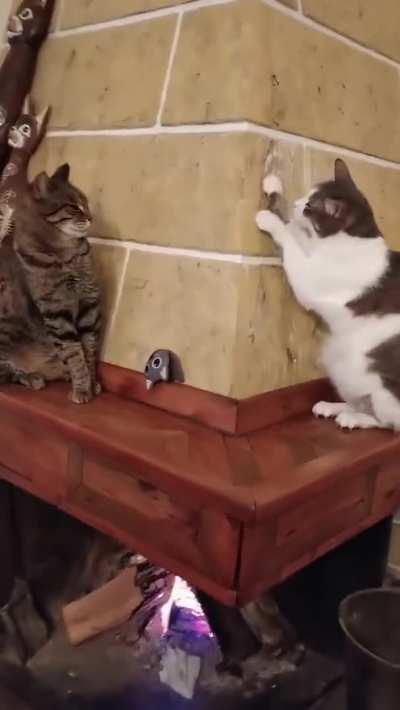 Sneaky cat acts innocent whent spotted by another cat.