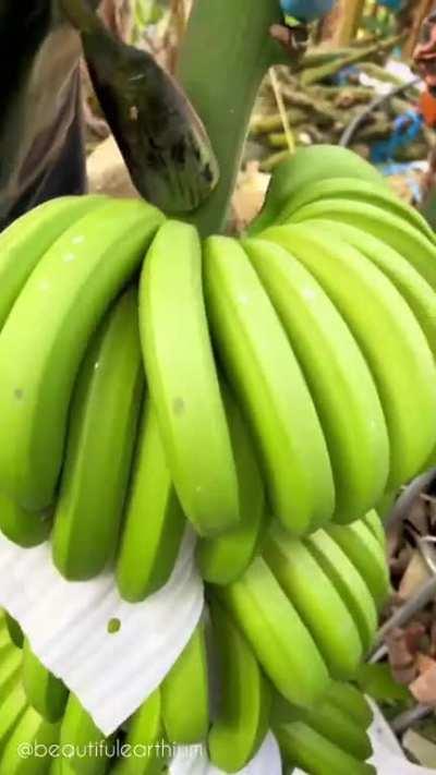 A tool to cut banana bunches from the stem : r/oddlysatisfying