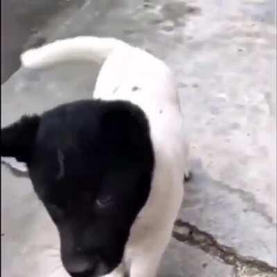 White dog with a black head