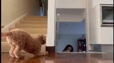 Sneaky Dog Tries to Scare Owner