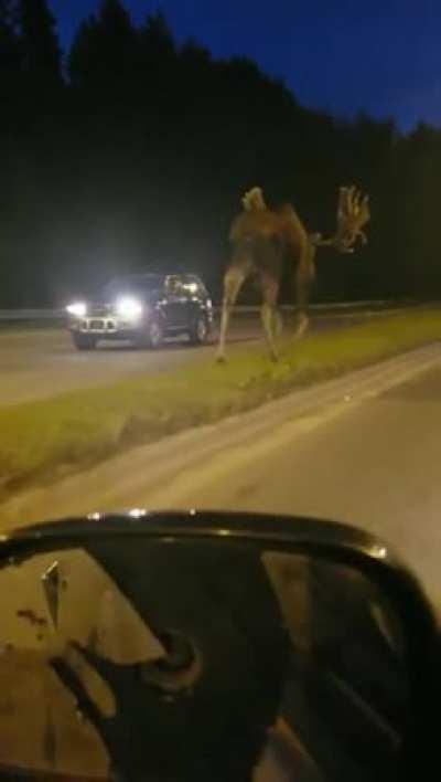 🔥 Moose walking down the road