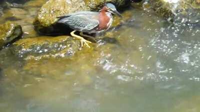 Green Heron Trying Fish With Bread.