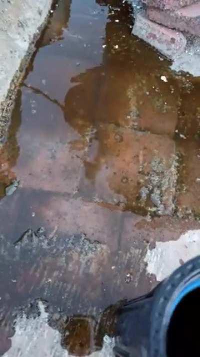 Mi gente, el agua de calle viene con sedimento, coloquen filtros para evitar esto, hay que cuidarnos gente, el video lo tome del tinaco de mi casa, zona oblatos pero el agua directa de la llave de paso está igual de sucia.