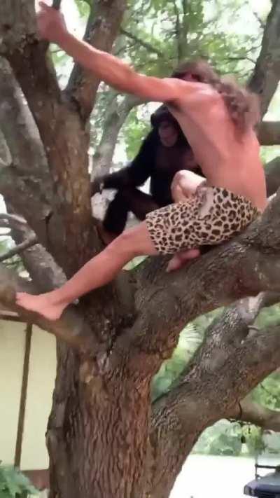 Chimpanzee helps a man climb tree