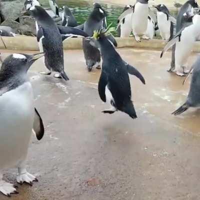 penguin