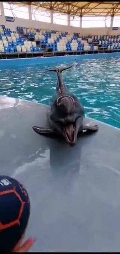 Playing with a dolphin