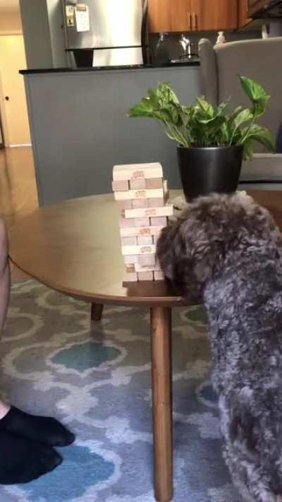 I’m teaching him Jenga. He’s so gentle with the blocks!