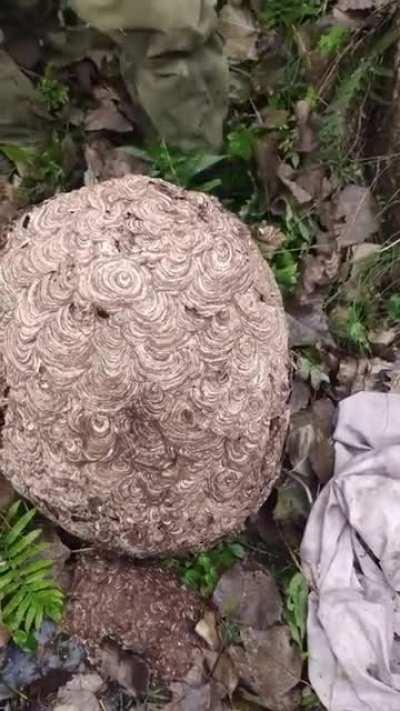 Cutting open a wasp nest