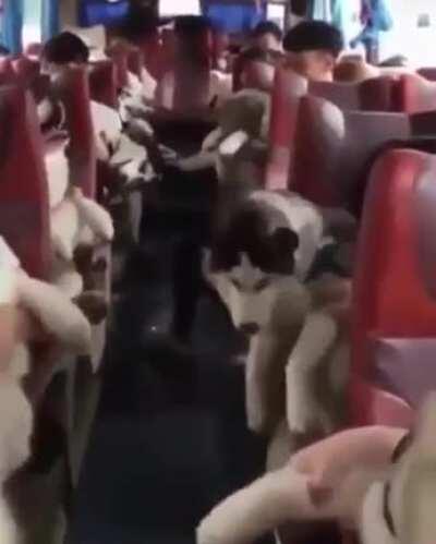 Best bus ride ever!