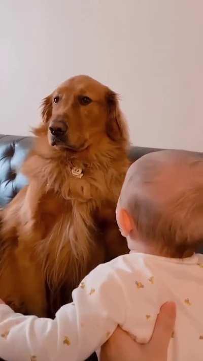 Funny Golden Retriever Pretends Not To Notice New Baby Lool