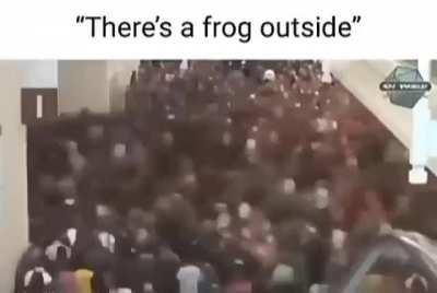 Frog moment👍