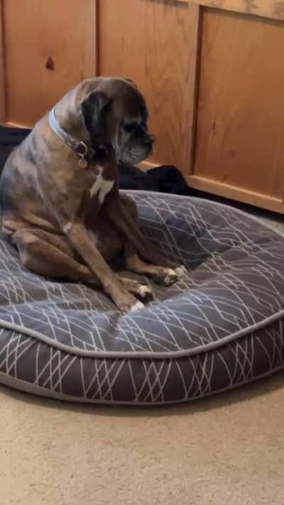 My parents’ senior dog, Laila, enjoying he daily sit and ponder.