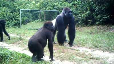 A powerful roar of a silverback gorilla