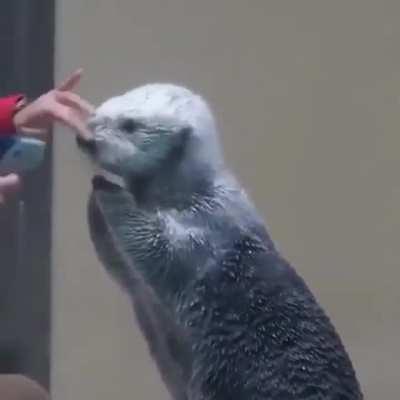 A sea otter getting its temperature checked