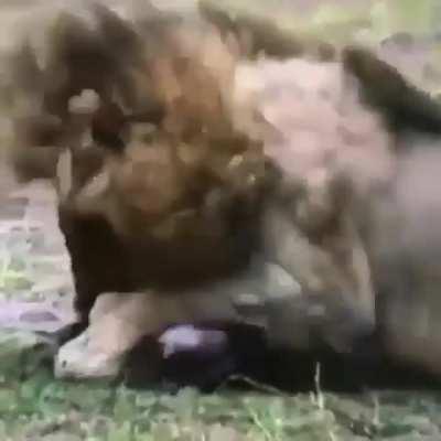 Lion Catches And Severs A Hyena Pup Spine