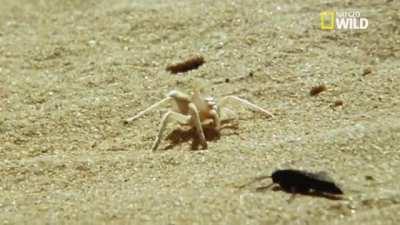 Golden Wheel Spider escape mechanic against a Spider Wasp