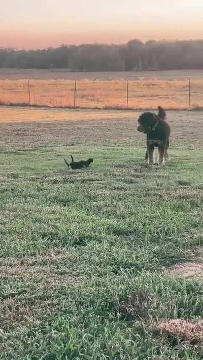 Gentle Giant Plays Along With Some Kitties