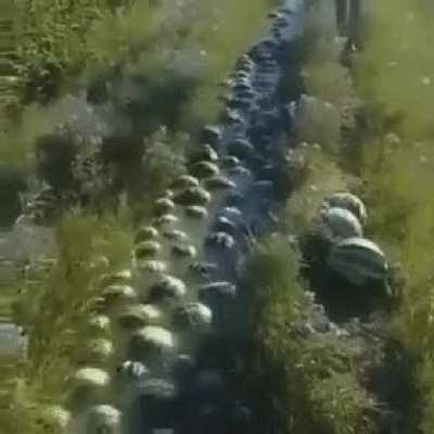 Rare video of watermelons' migrating after their homeland is destroyed in WWII (1948)