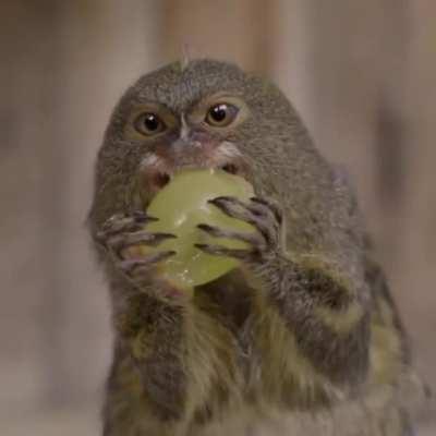 These pygmy marmosets eating grapes