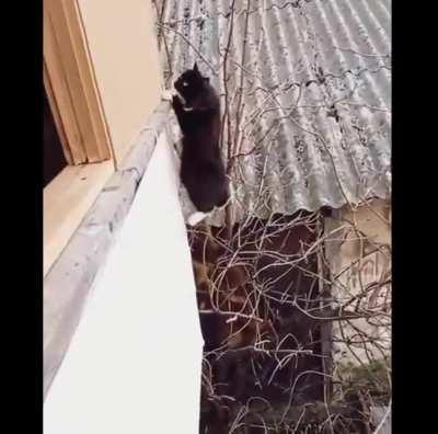 Cat doing parkour