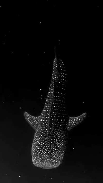 🔥 Whale Shark gliding through Bioluminescent Algae looks like its floating through space. By Mike Nulty