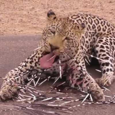 🔥 Leopard covered in quills after attacking a porcupine