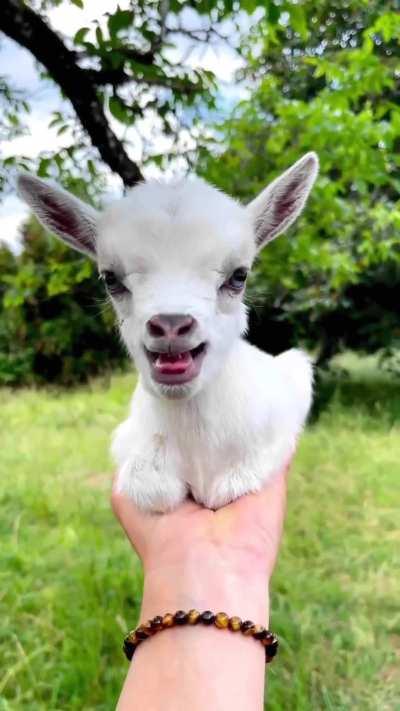 Little baby goats are too cute i can't even handle it :)