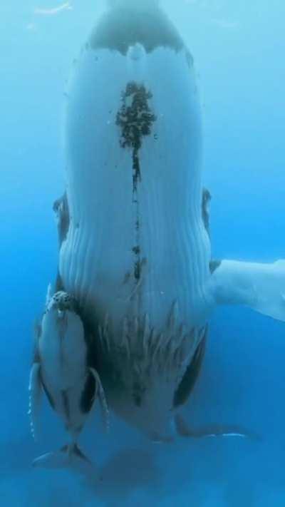 ð¥Mother and calf Humpback whale