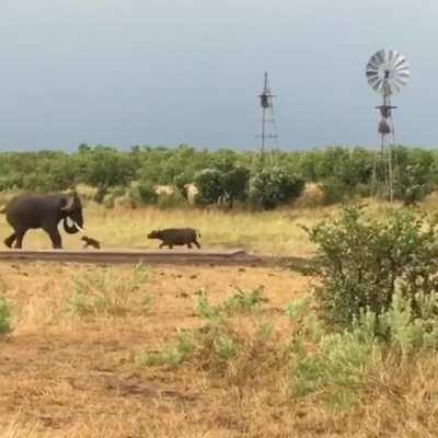 🔥 Elephant has no clue what to do when it gets charged by a baby water buffalo 🔥