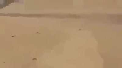 Iraqi attack helicopter chase and shreds an IS pickup that was carrying 7 combatants and trying to flee towards Syrian borders, the combatants are seen later scattered on the ground, 2017.