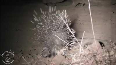 Baby porcupines are called porcupettes! They are in fact born with quills, but this does not hurt the mother as the quills are soft and harden only after birth.