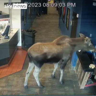 So a moose wanders into a cinema in Alaska... 