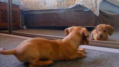 A dog fight with his reflection in the mirror